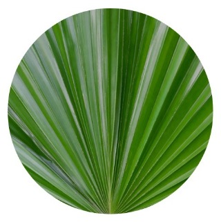 saw palmetto for hair growth 