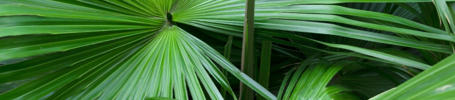 Key additive: Saw Palmetto for Hair Loss Prevention